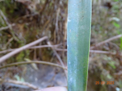 Image of Yucca jaliscensis by (c) Abraham Sánchez Romero, some rights reserved (CC BY)