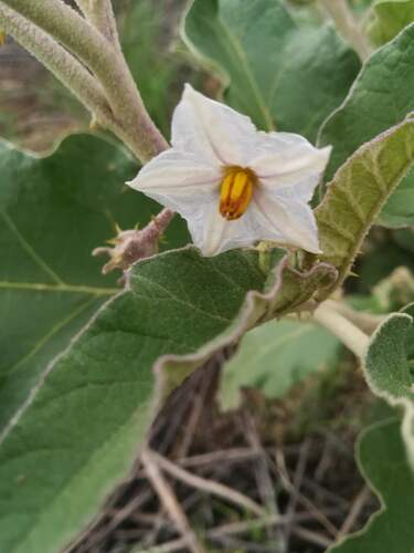 Solanum lichtensteinii image