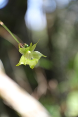 Aeranthes ramosa