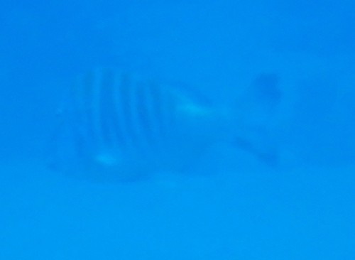 Lethrinus mahsena