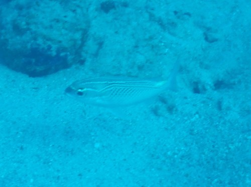 Scolopsis ghanam