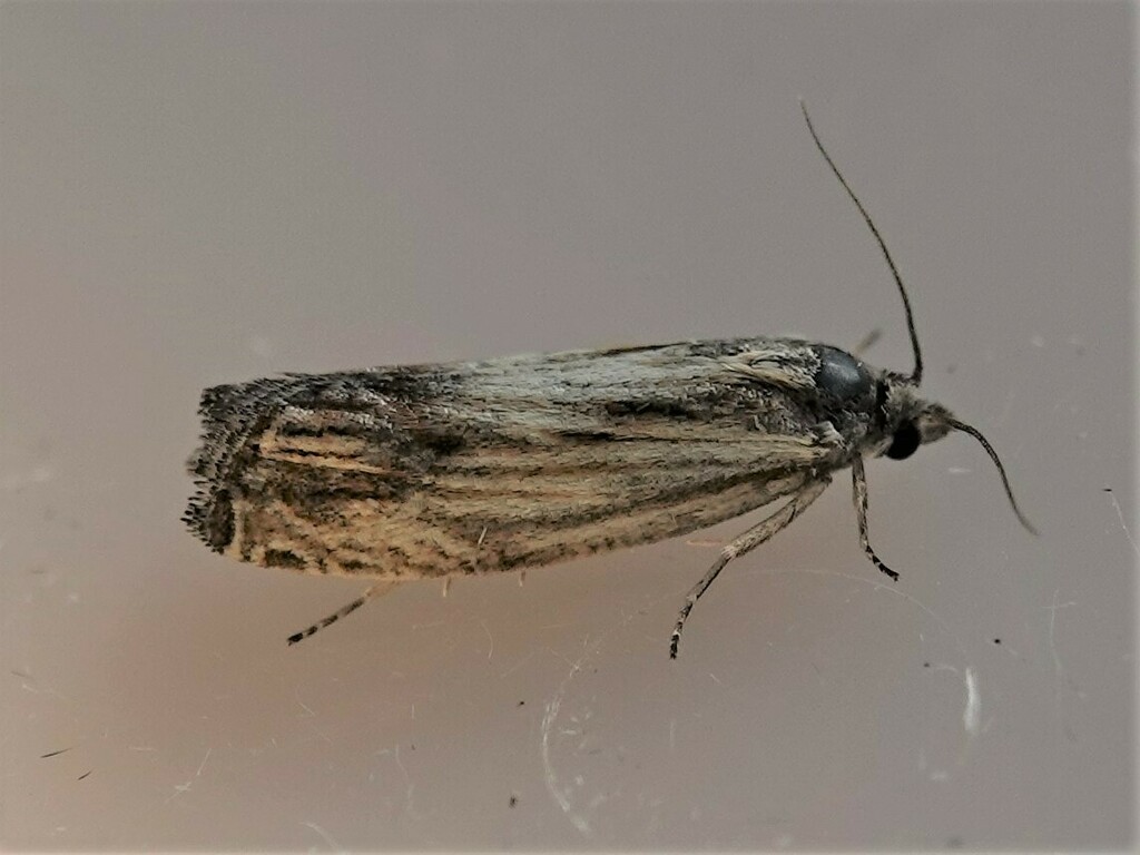 Eucosma radiatana from Rainy River District, ON, Canada on June 13 ...