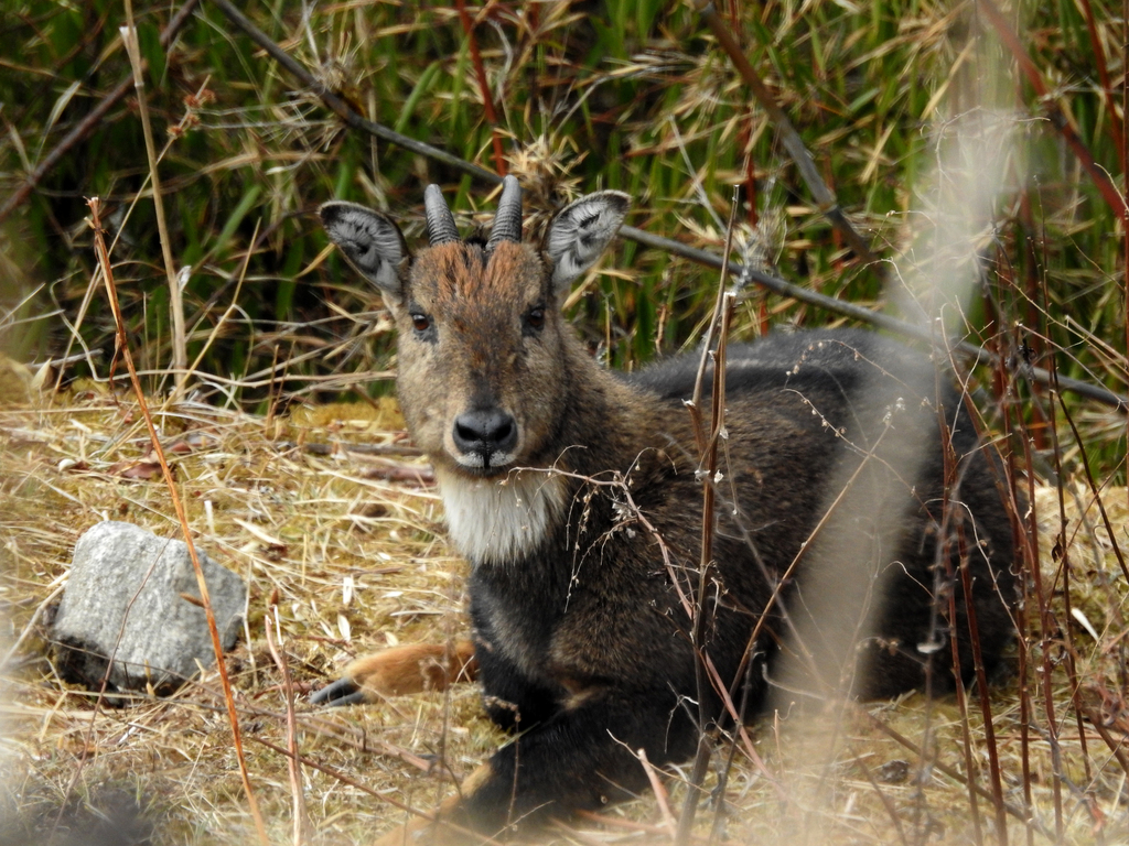 Grey Himalayan Goral in February 2023 by Sourav Halder · iNaturalist