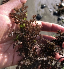Odonthalia floccosa