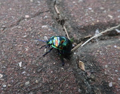 Poecilocoris splendidulus