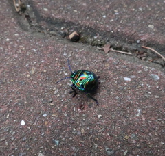 Poecilocoris splendidulus