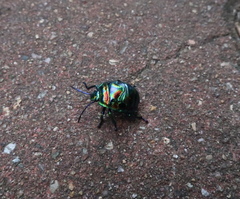 Poecilocoris splendidulus
