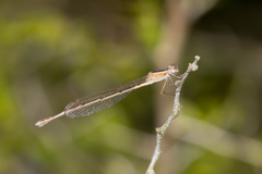 Lestes alacer