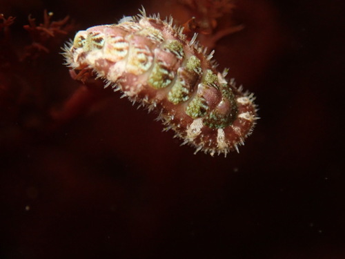 California Spiny Chiton, Orange County, CA, USA, photo 6 of 10
