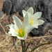 Zephyranthes alba - Photo (c) Karen Alexandra Ortega Ramírez, algunos derechos reservados (CC BY-NC), subido por Karen Alexandra Ortega Ramírez