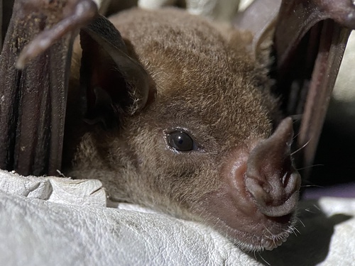 Pale Spear-nosed Bat