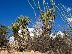 Yucca treculiana