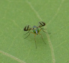 Austrosciapus connexus