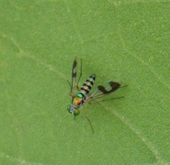 Austrosciapus connexus