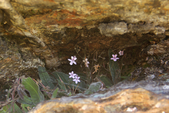 Streptocarpus hirticapsa image