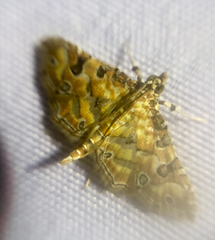 Ommatospila narcaeusalis