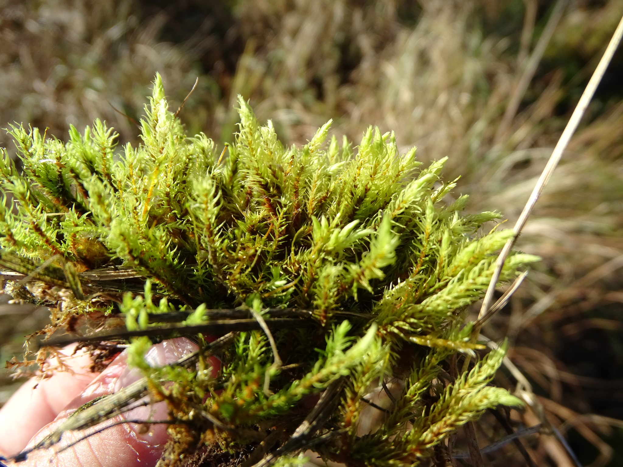 Aulacomniales