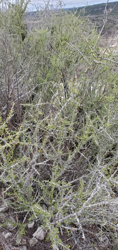 Image of Condalia spathulata by (c) Charlie Meador, some rights reserved (CC BY)