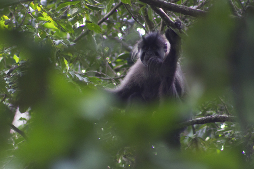 Osman Hill's grey-cheeked mangabey (Lophocebus osmani) — Data Deficient Mammalia
