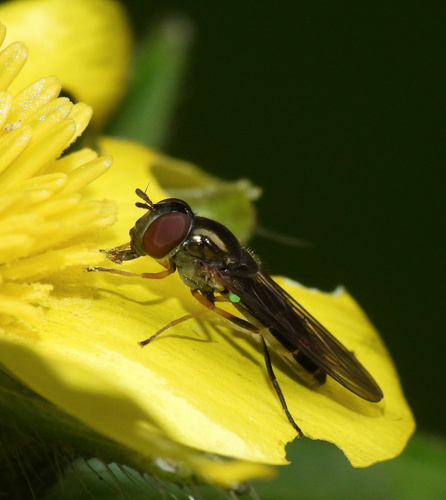 Melanostoma incompletum