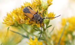 Crossidius suturalis