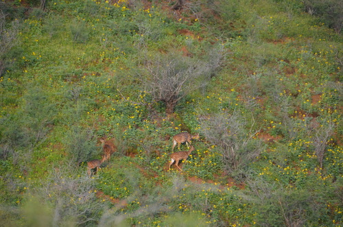 Chital photographed in Hawaii