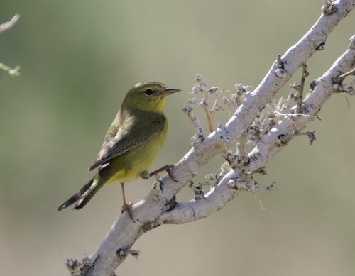 Orange-crowned Warbler (Leiothlypis celata), photo 9