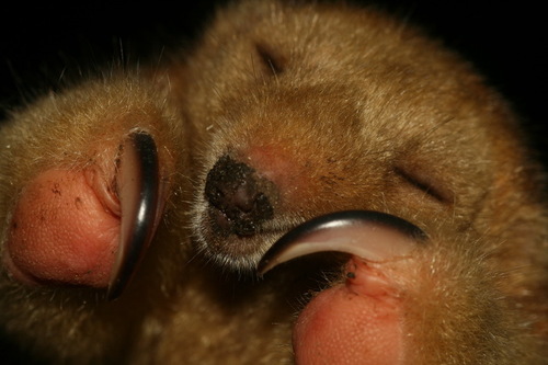 Cyclopes xinguensis