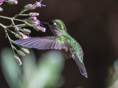 Black-Breasted Plovercrest photo 4