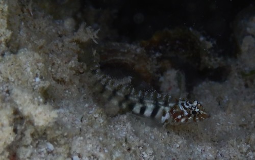 Eviota pardalota