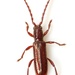 Piezocera monochroa - Photo (c) Mike Quinn, Austin, TX, algunos derechos reservados (CC BY-NC), subido por Mike Quinn, Austin, TX