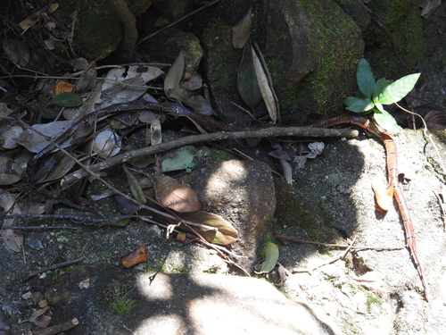 Sinomicrurus annularis