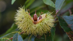 Castanea crenata