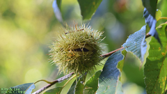 Castanea crenata
