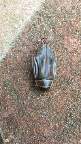 Great Diving Beetle, IJsselstein, photo 7 of 10