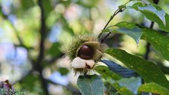 Castanea crenata