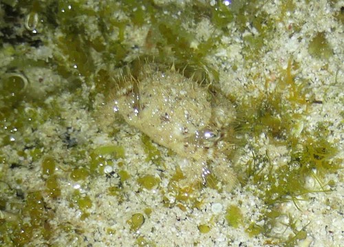 Malacostraca