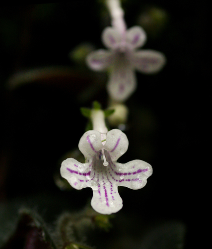 Streptocarpus hirticapsa