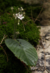 Streptocarpus hirticapsa image