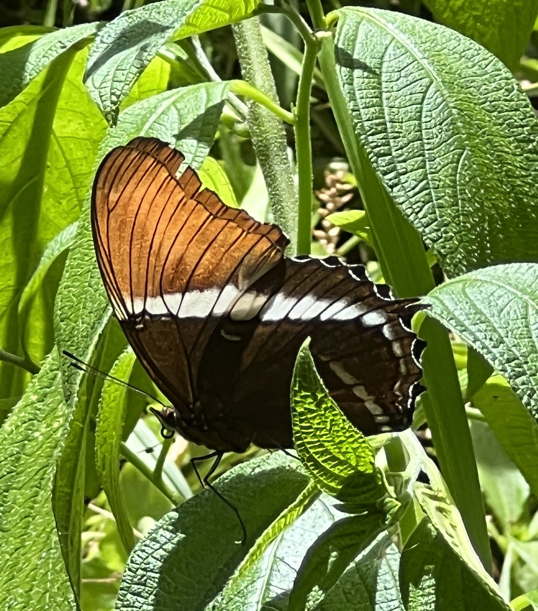 Nymphalinae image