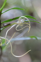 Angraecum conchoglossum image