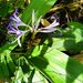 Griffinia hyacinthina - Photo (c) Reserva Biológica União, μερικά δικαιώματα διατηρούνται (CC BY-NC), uploaded by Reserva Biológica União