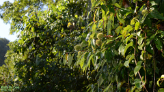 Castanea crenata