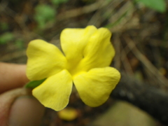 Thunbergia neglecta