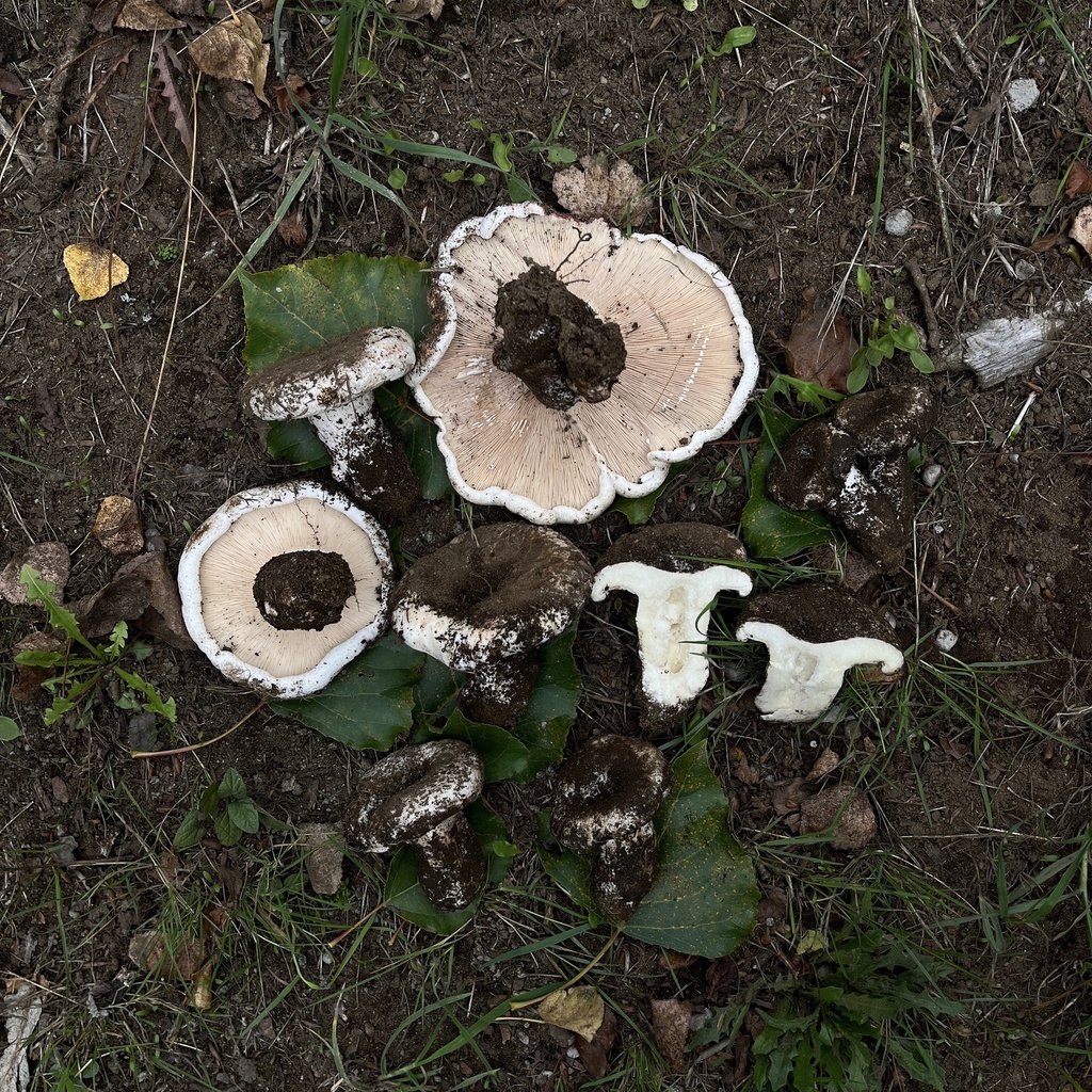 Lactarius controversus · March 2023 · photo: © cristianriquelme (iNaturalist, cc-by)