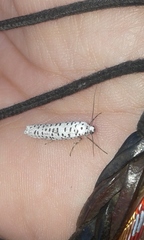 Yponomeuta strigillatus