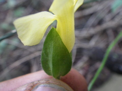 Thunbergia neglecta