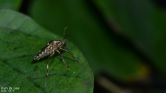 Pinthaeus sanguinipes