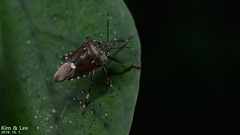 Pinthaeus sanguinipes