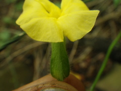 Thunbergia neglecta